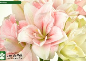 hippeastrum Pink Glory (2)